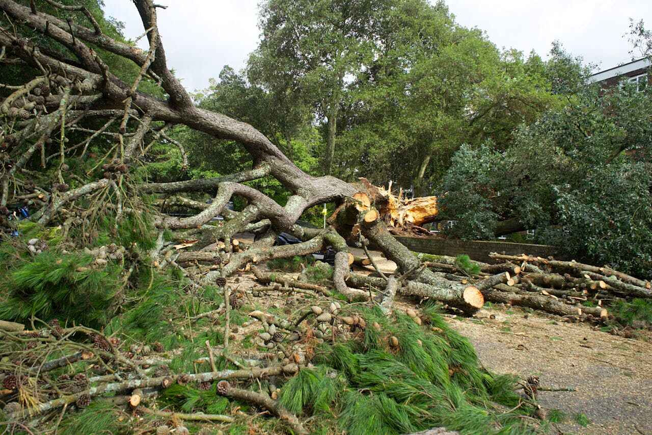 Best Tree Removal Near Me  in Ocean Pines, MD